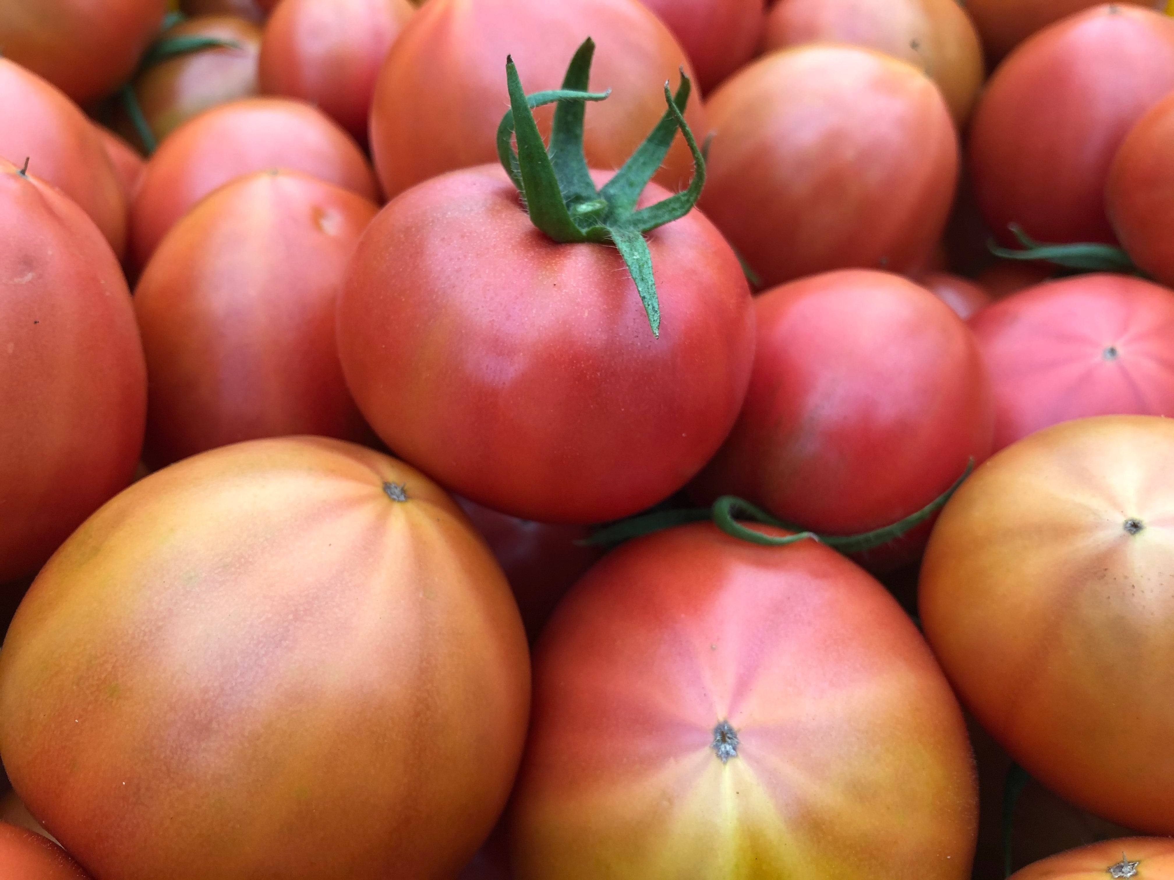 健ちゃんとまと〜究極の霜降りフルーツトマト〜 | 小菅農園公式ネット